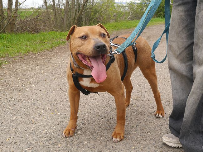 pfotenretterungarn Tyrell_T-Rex (7)