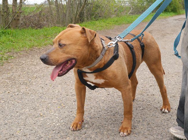 pfotenretterungarn Tyrell_T-Rex (8)