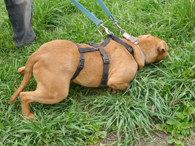 pfotenretterungarn Tyrell_T-Rex (9)