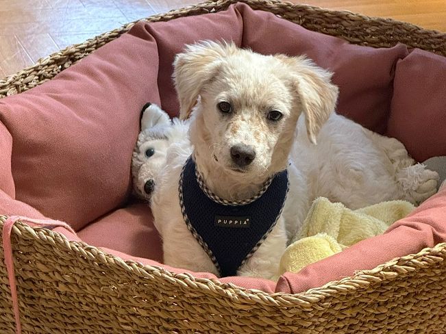 pfotenretterungarn Yang PS (10)