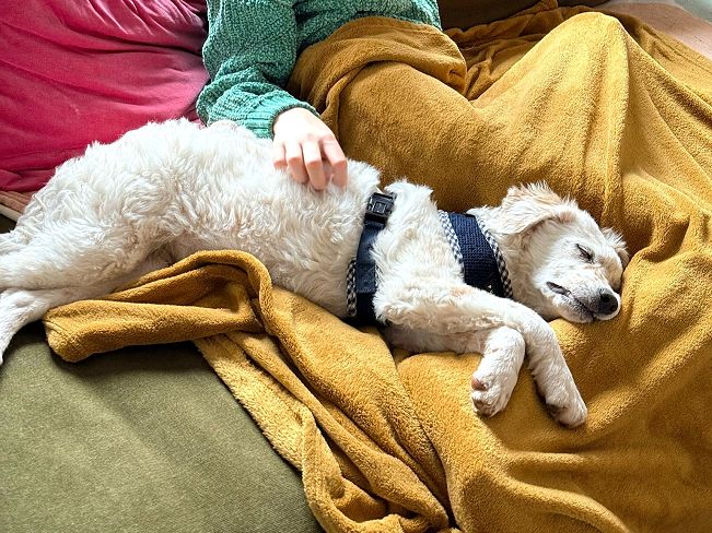 pfotenretterungarn Yang PS (11)