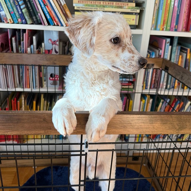 pfotenretterungarn Yang PS (12)