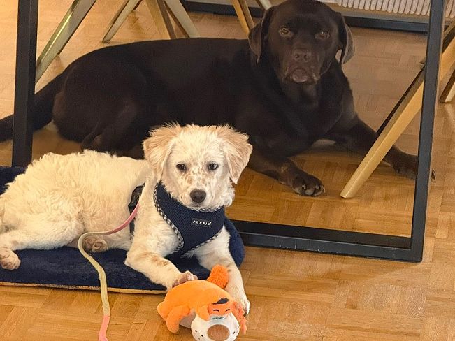 pfotenretterungarn Yang PS (13)