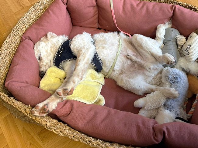 pfotenretterungarn Yang PS (14)