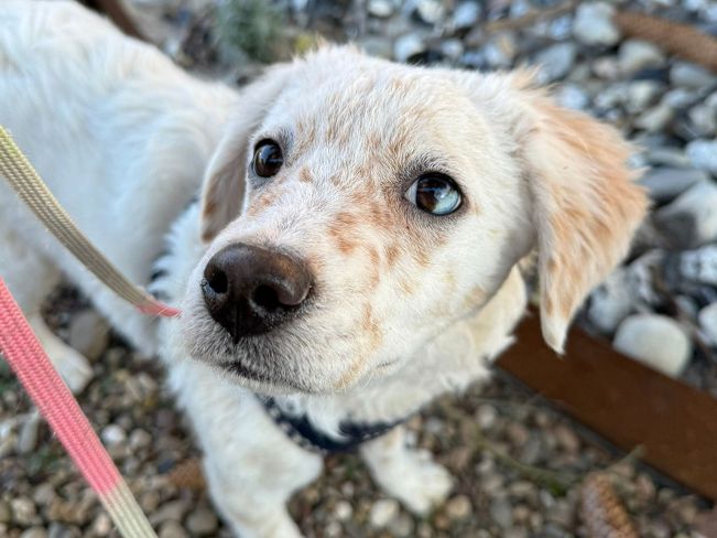 pfotenretterungarn Yang PS (15)