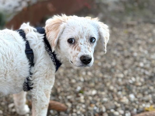 pfotenretterungarn Yang PS (16)