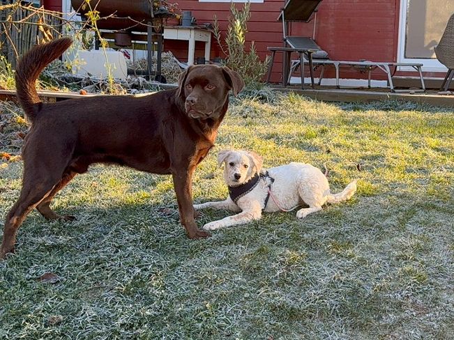 pfotenretterungarn Yang PS (17)