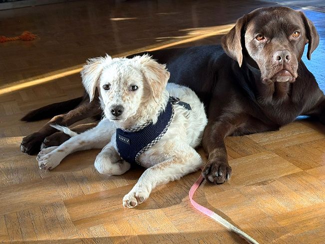 pfotenretterungarn Yang PS (18)