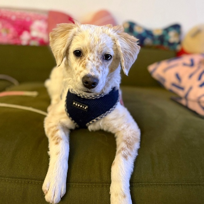 pfotenretterungarn Yang PS (19)