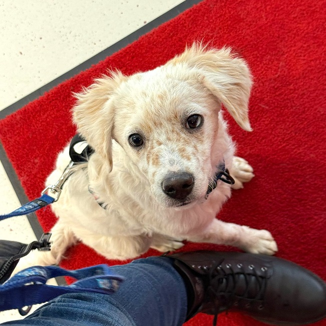 pfotenretterungarn Yang PS (2)