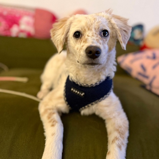 pfotenretterungarn Yang PS (20)