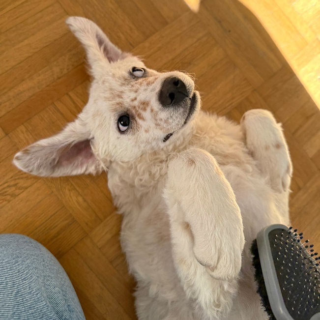 pfotenretterungarn Yang PS (21)