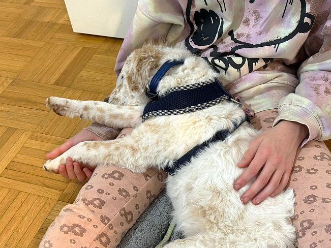 pfotenretterungarn Yang PS (22)