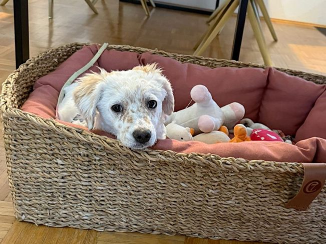 pfotenretterungarn Yang PS (23)