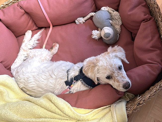 pfotenretterungarn Yang PS (3)