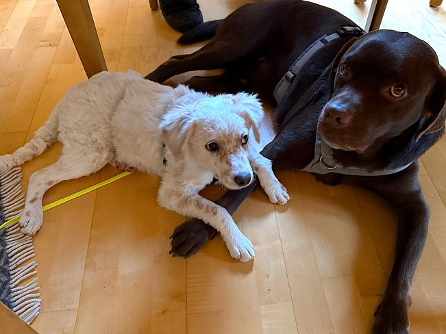 pfotenretterungarn Yang PS (4)