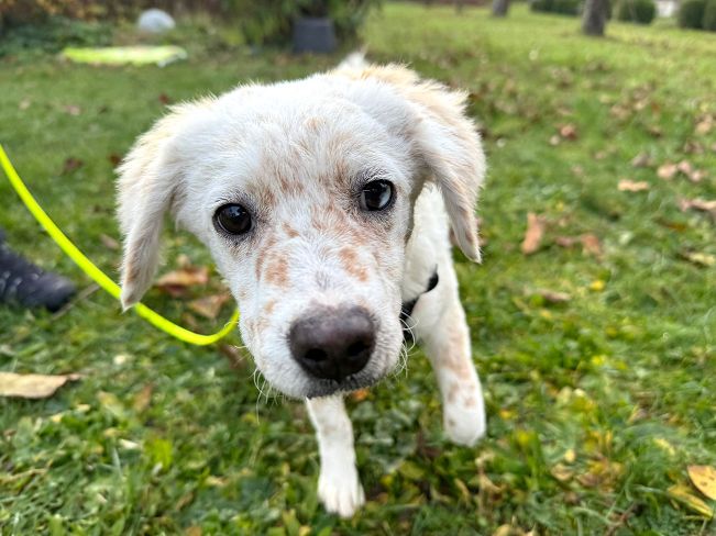 pfotenretterungarn Yang PS (5)