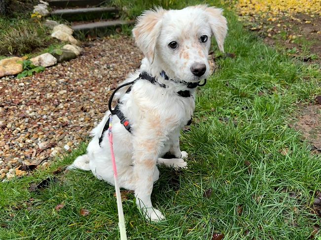 pfotenretterungarn Yang PS (6)