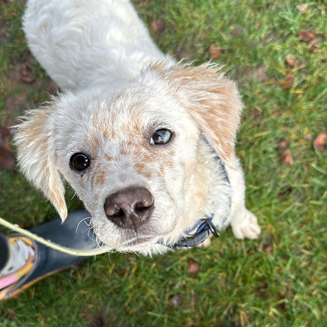 pfotenretterungarn Yang PS (7)