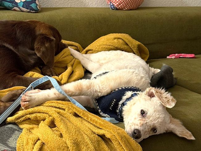 pfotenretterungarn Yang PS (8)