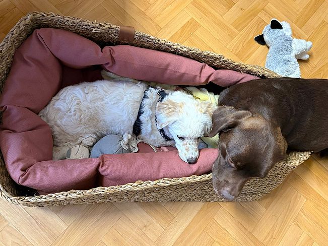 pfotenretterungarn Yang PS (9)