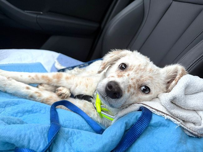 pfotenretterungarn Yang PS neu (1)