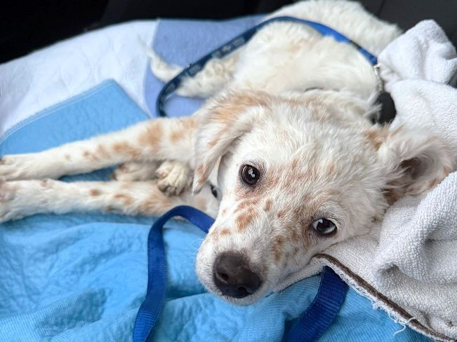 pfotenretterungarn Yang PS neu (2)