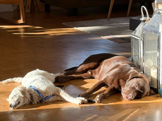 pfotenretterungarn Yang PS neu (3)