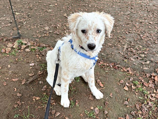 pfotenretterungarn Yang PS neu (4)