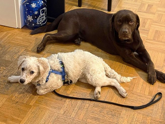 pfotenretterungarn Yang PS neu (5)