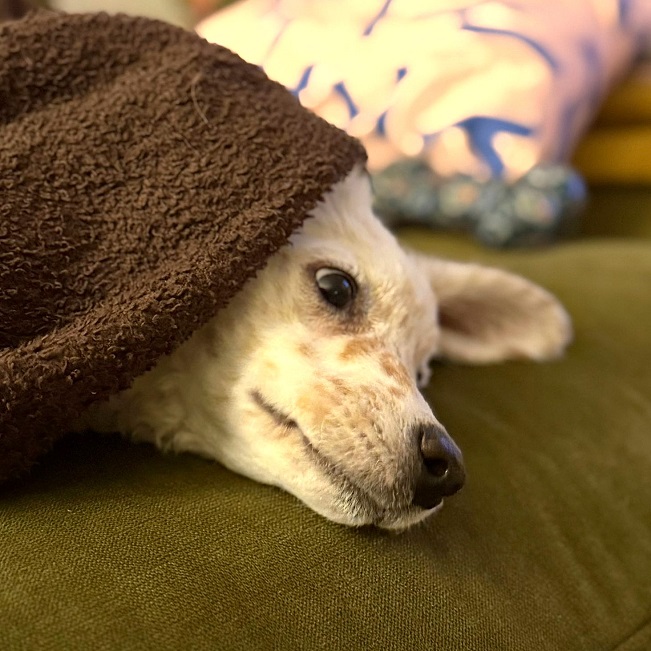 pfotenretterungarn Yang PS neu (6)