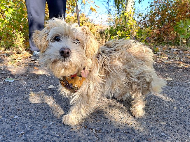 pfotenretterungarn Yuki (1)