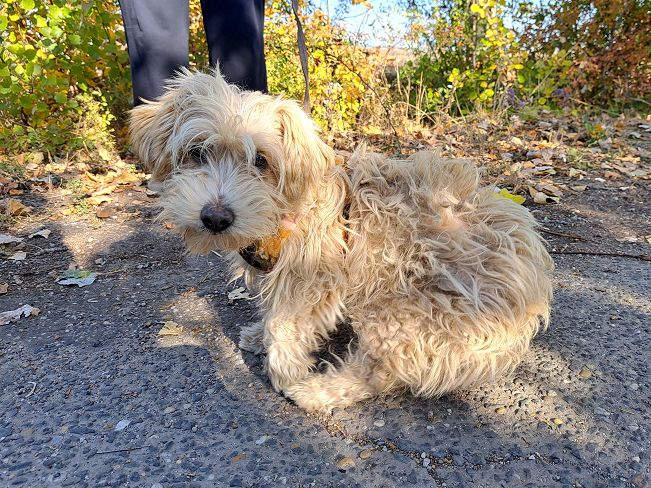 pfotenretterungarn Yuki (2)