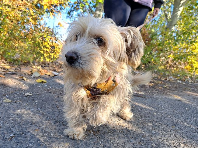 pfotenretterungarn Yuki (3)