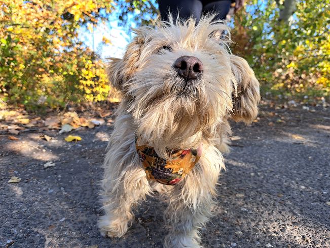 pfotenretterungarn Yuki (4)