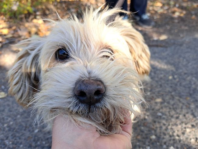 pfotenretterungarn Yuki (5)