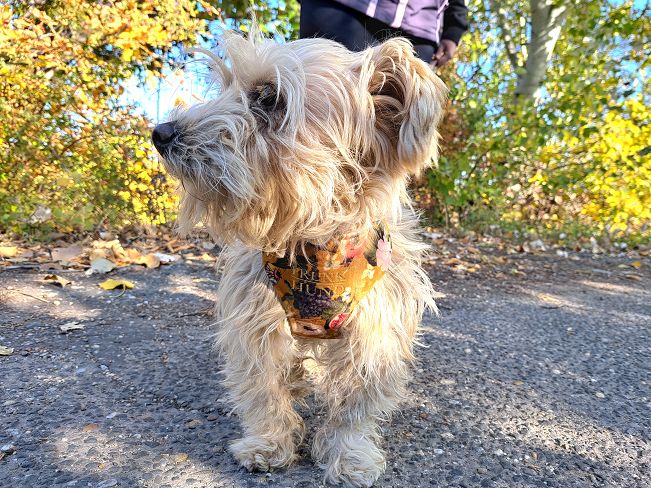 pfotenretterungarn Yuki (6)