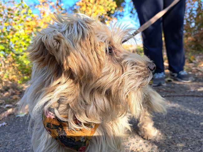 pfotenretterungarn Yuki (7)