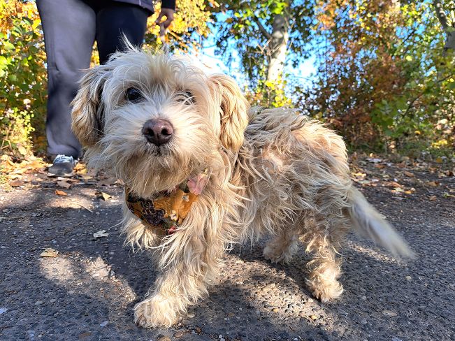 pfotenretterungarn Yuki (8)