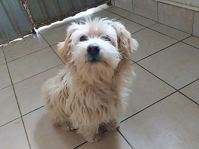 pfotenretterungarn Yuki (9)