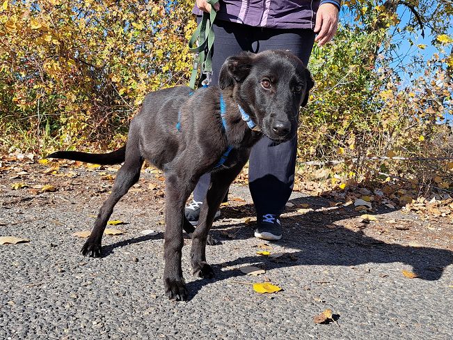 pfotenretterungarn Baby (10)