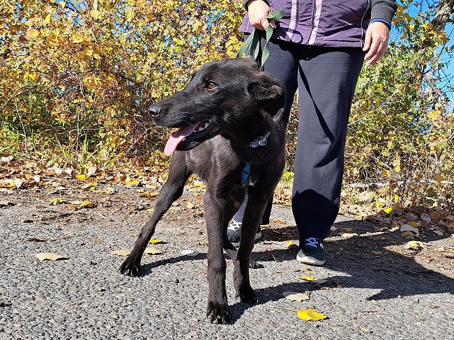 pfotenretterungarn Baby (11)