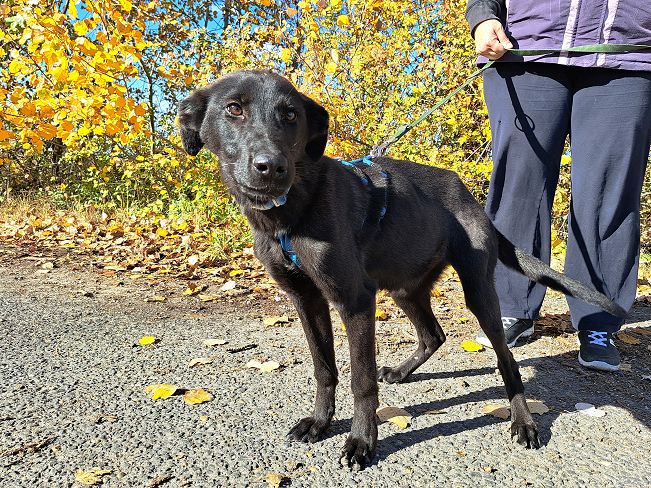 pfotenretterungarn Baby (12)