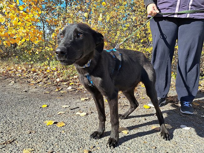 pfotenretterungarn Baby (13)