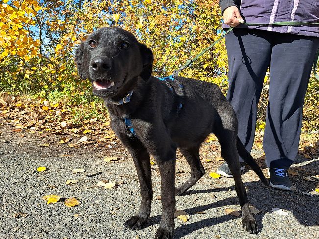 pfotenretterungarn Baby (14)