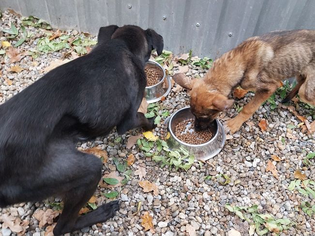 pfotenretterungarn Baby (16)