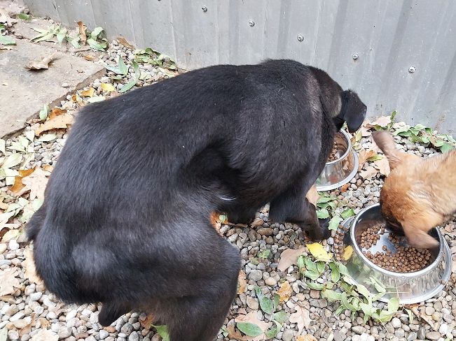 pfotenretterungarn Baby (17)