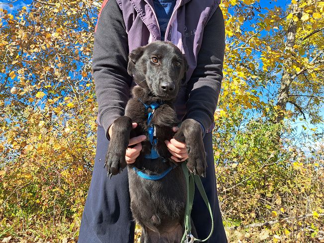 pfotenretterungarn Baby (2)