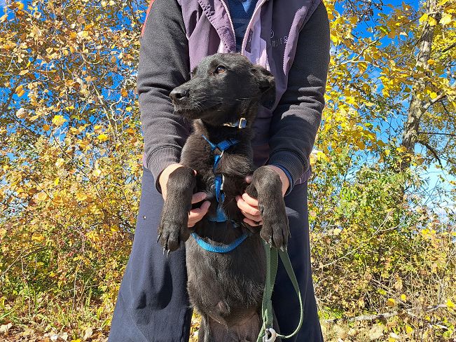 pfotenretterungarn Baby (3)