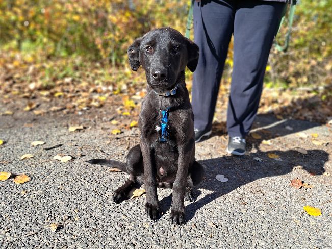 pfotenretterungarn Baby (4)